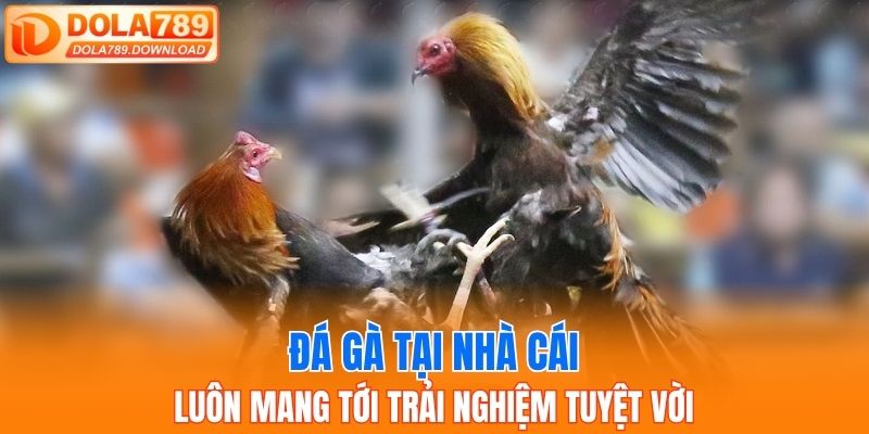 Đá gà tại nhà cái luôn mang tới trải nghiệm tuyệt vời