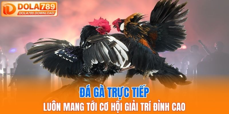Đá gà trực tiếp luôn mang tới cơ hội giải trí đỉnh cao