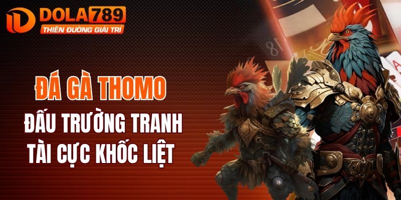Đá gà Thomo - Đấu trường tranh tài cực khốc liệt